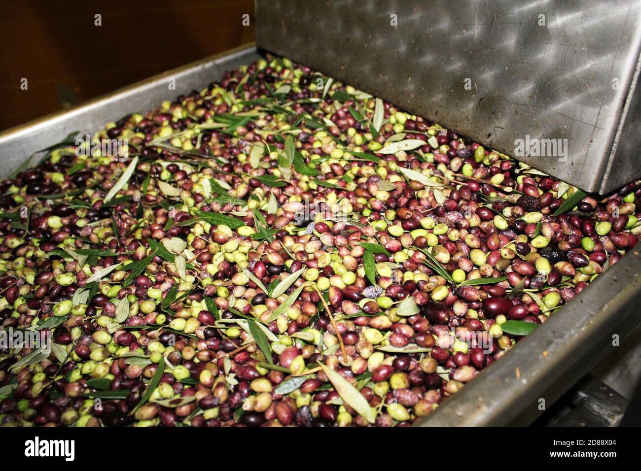 Cleaning olives with fresh water in olive oil mill during extra virgin