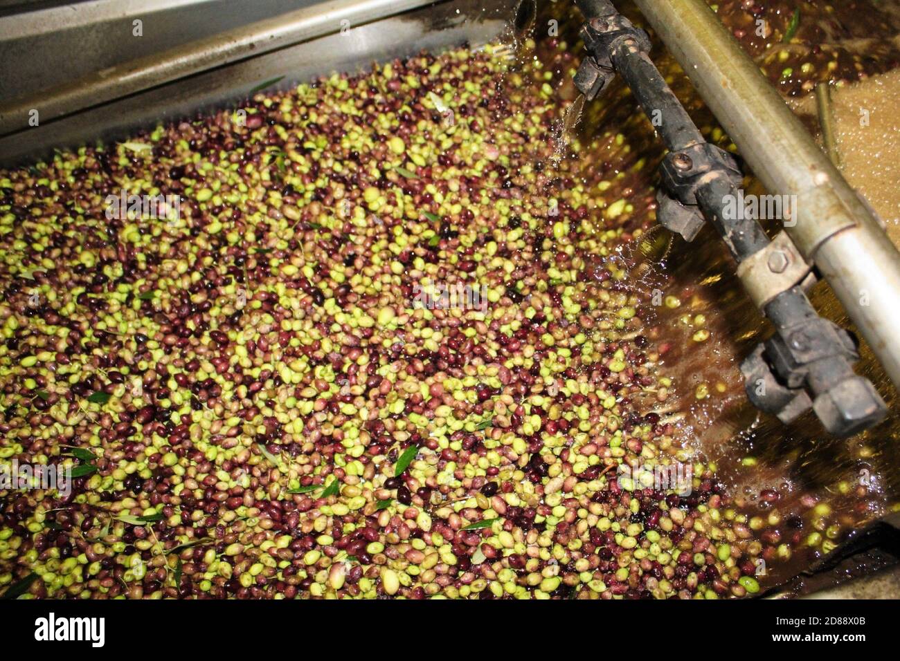 Cleaning olives with fresh water in olive oil mill during extra virgin