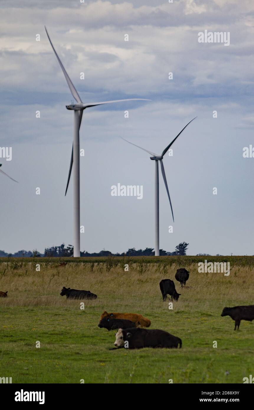 Vertical shot of a herd of cows grazing in a pasture with windmills in ...