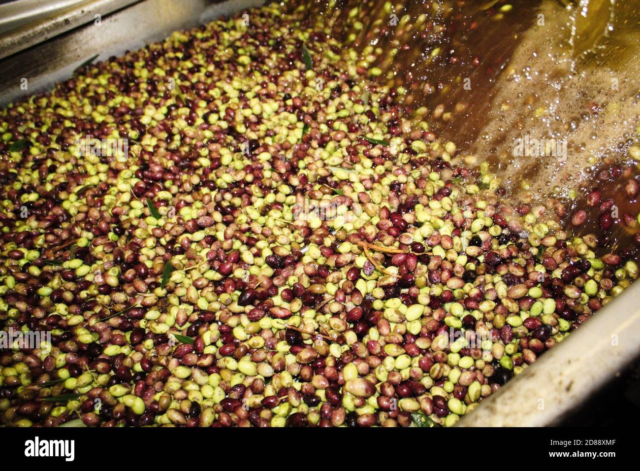 Cleaning olives with fresh water during extra virgin olive oil