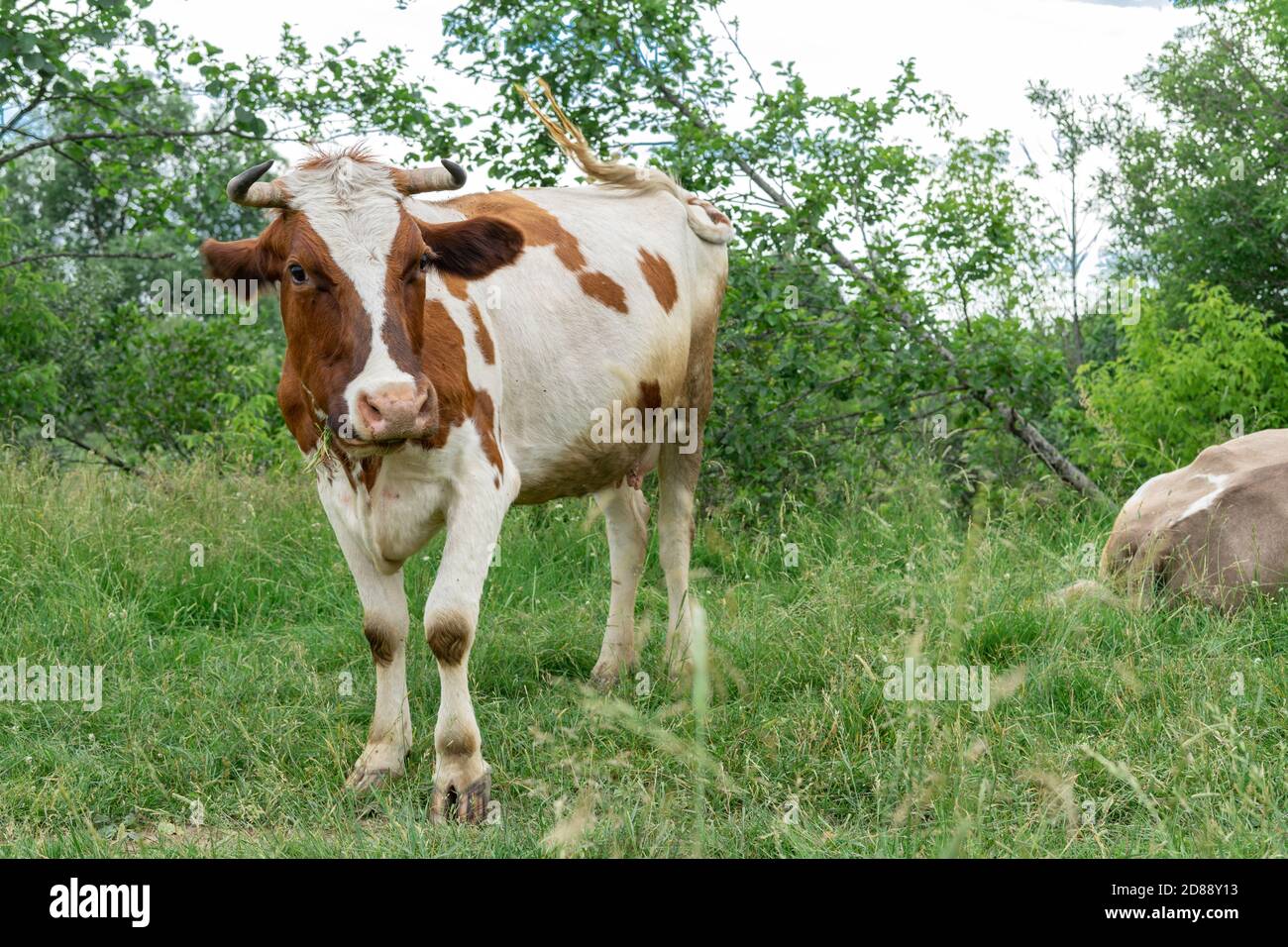 cows resting in a meadow on a sunny day Stock Photo - Alamy