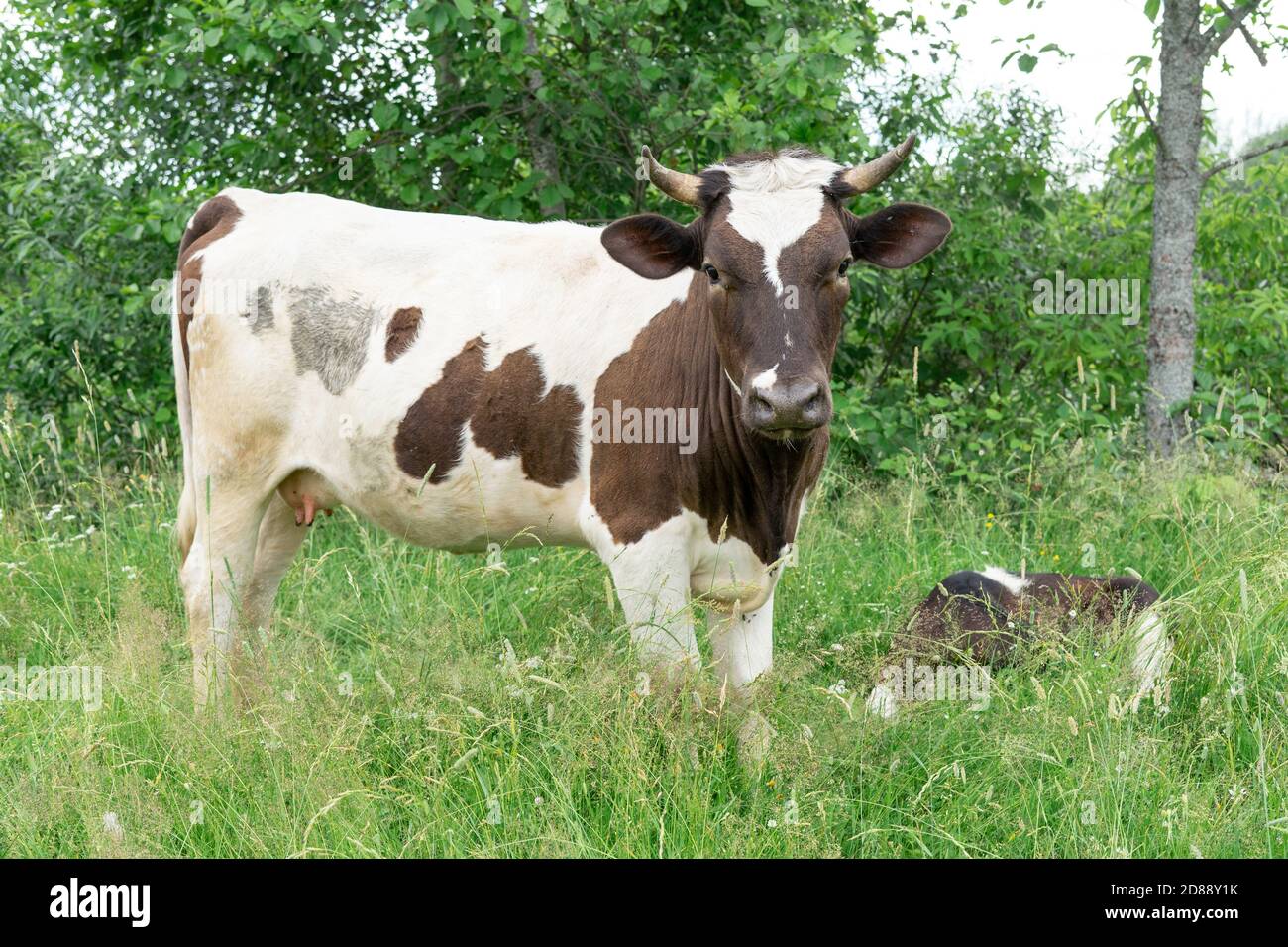 cows resting in a meadow on a sunny day Stock Photo - Alamy