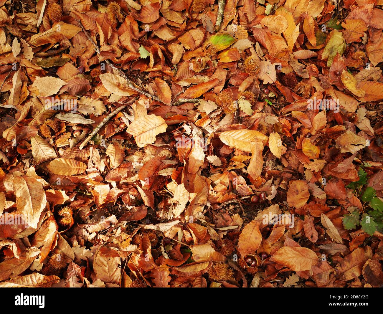 Background autumn leaves in the forest Stock Photo