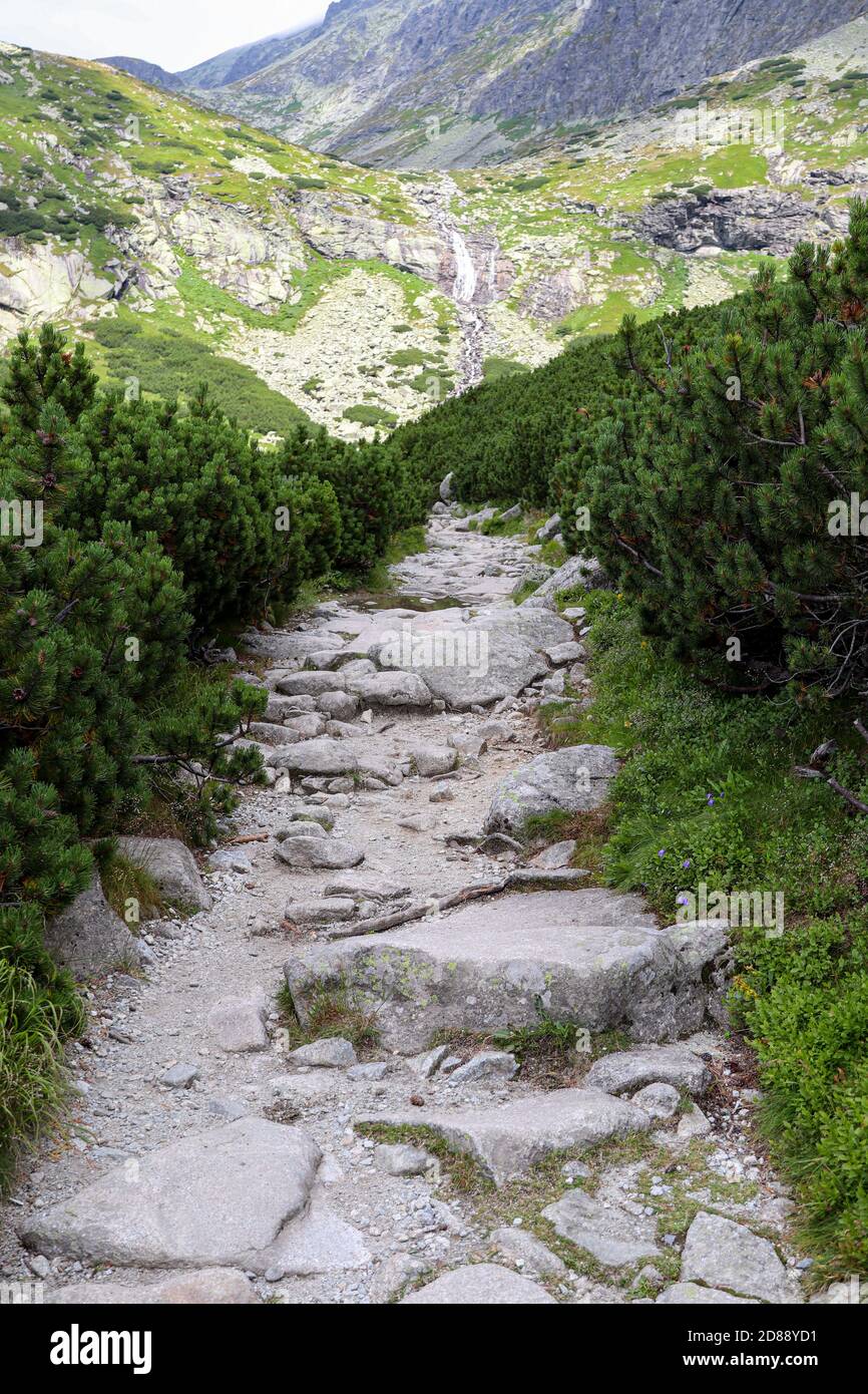 A path made of stones and a small pine tree in the forest. High Tatras, Slovakia. Stock Photo