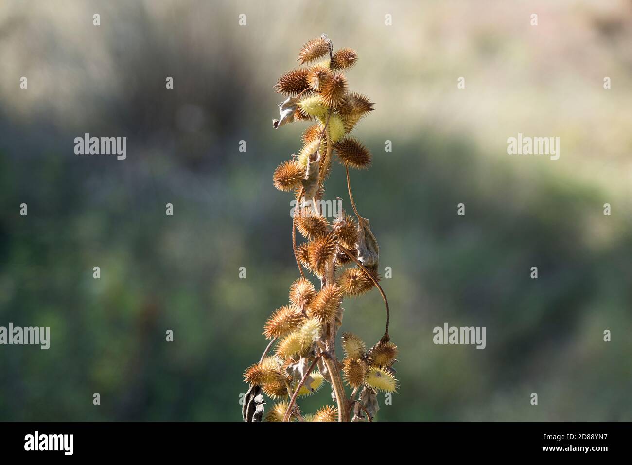 Natural Xanthium Spinosum plant in a natural environment. Empty copy space for Editor's text. Stock Photo