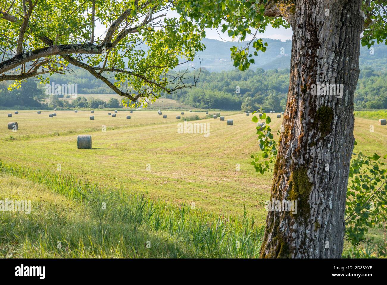 Agricultural landscape in the vicinity of Motovun, an emblematic medieval village, Istria, Croatia Stock Photo