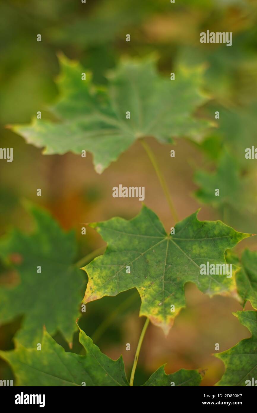 Maple tree green leaves on the tree in autumn forest Stock Photo - Alamy