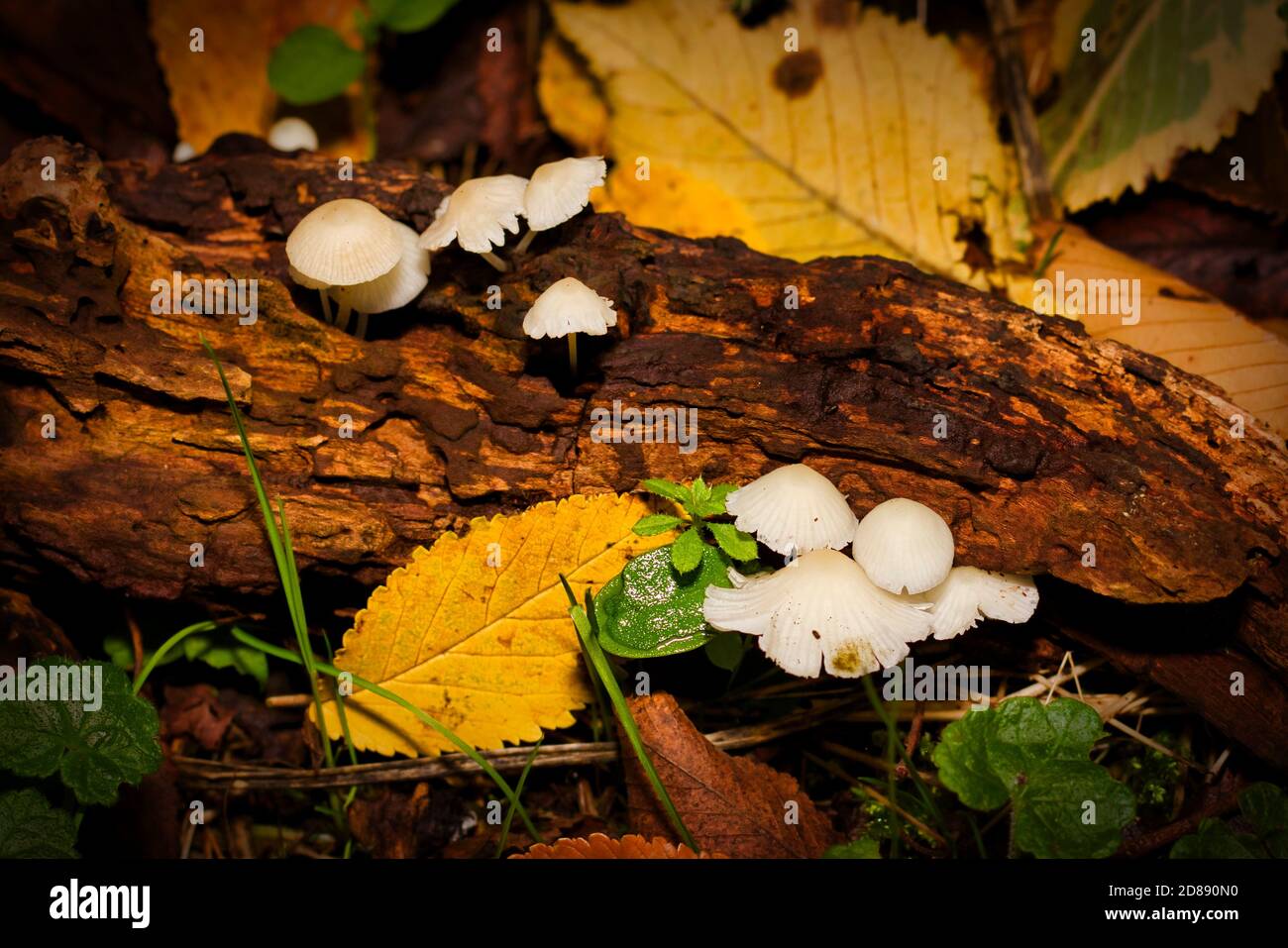 UK Fungus Stock Photo