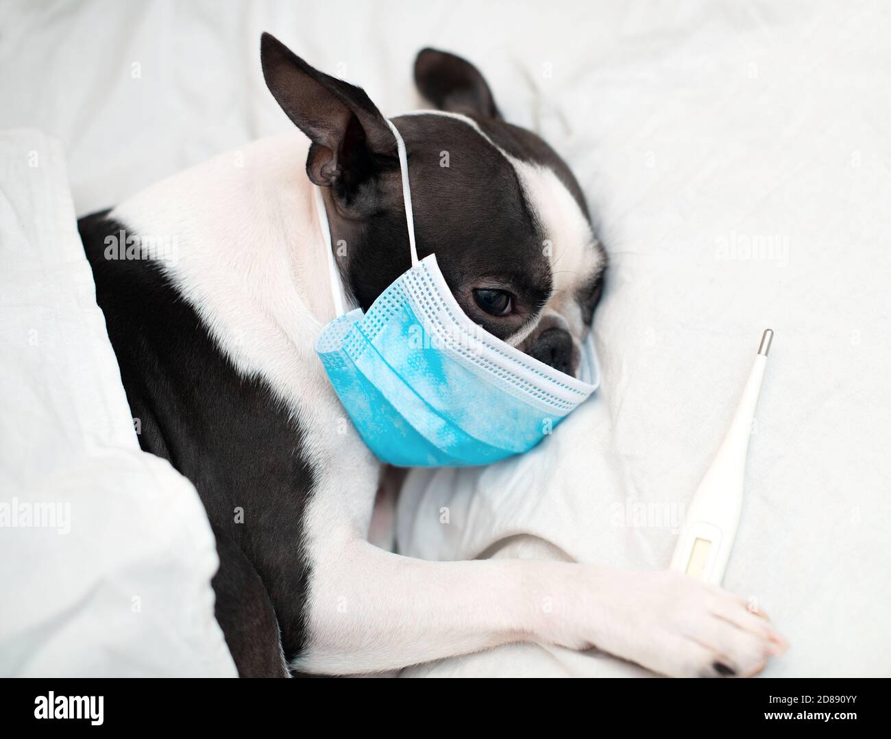 What Size Dog Bed For Boston Terrier