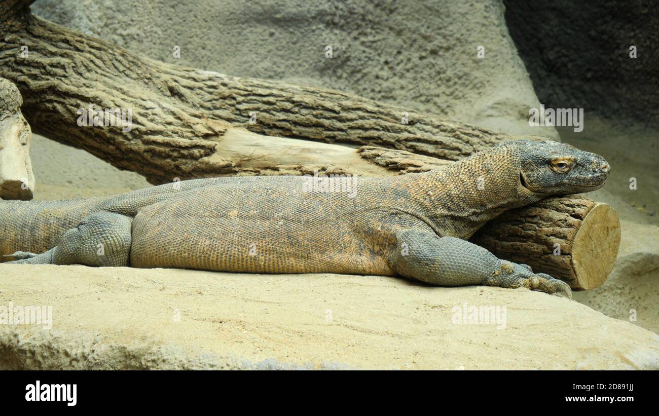 Monitor lizards having some rest. Stock Photo