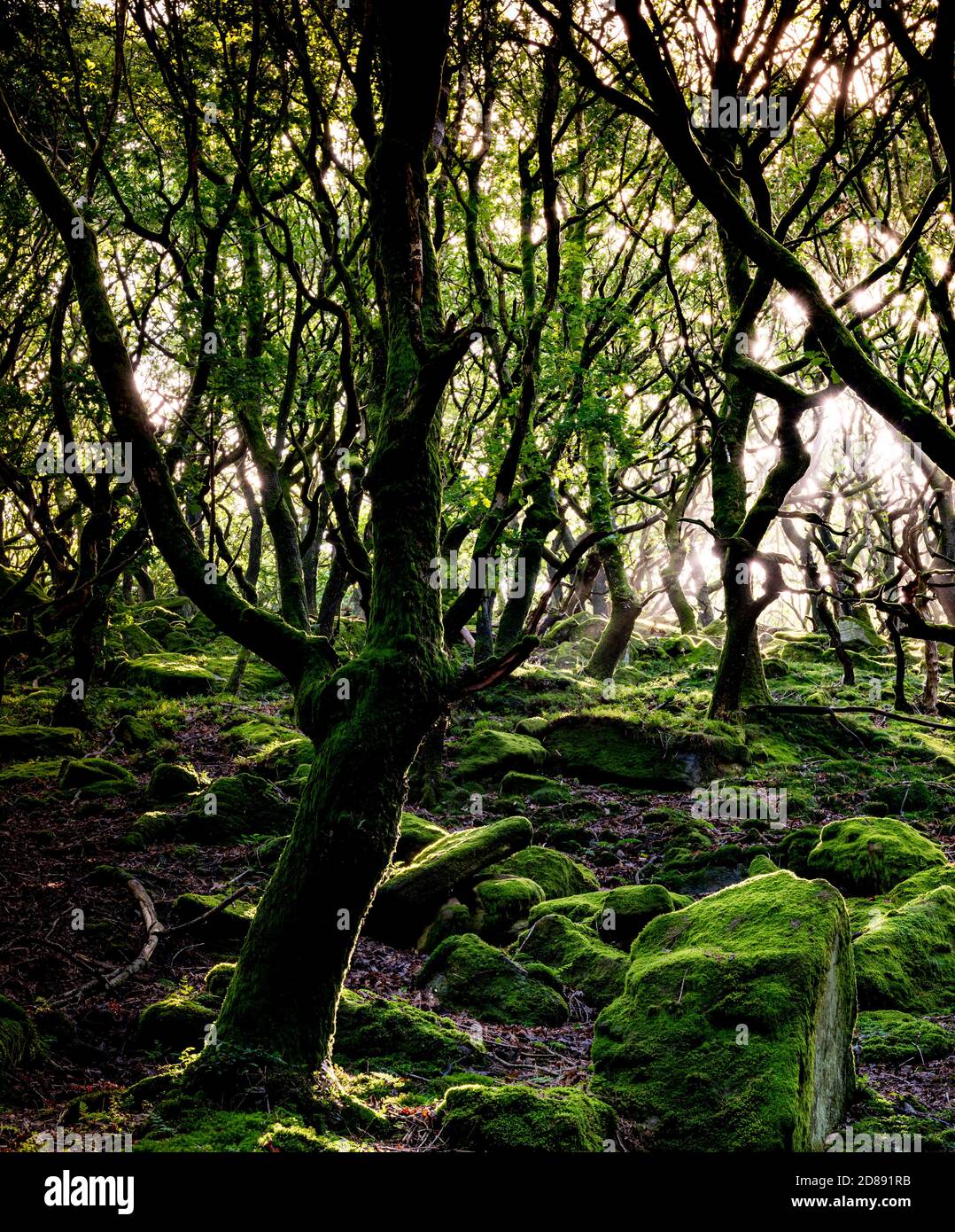 Derbyshire wood hi-res stock photography and images - Alamy