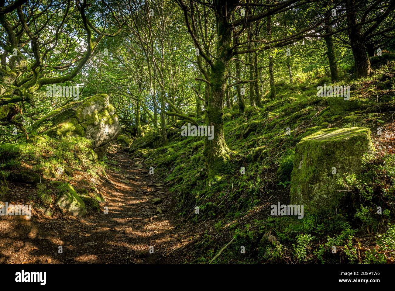 Priddock wood Peak District Derbyshire England UK Stock Photo