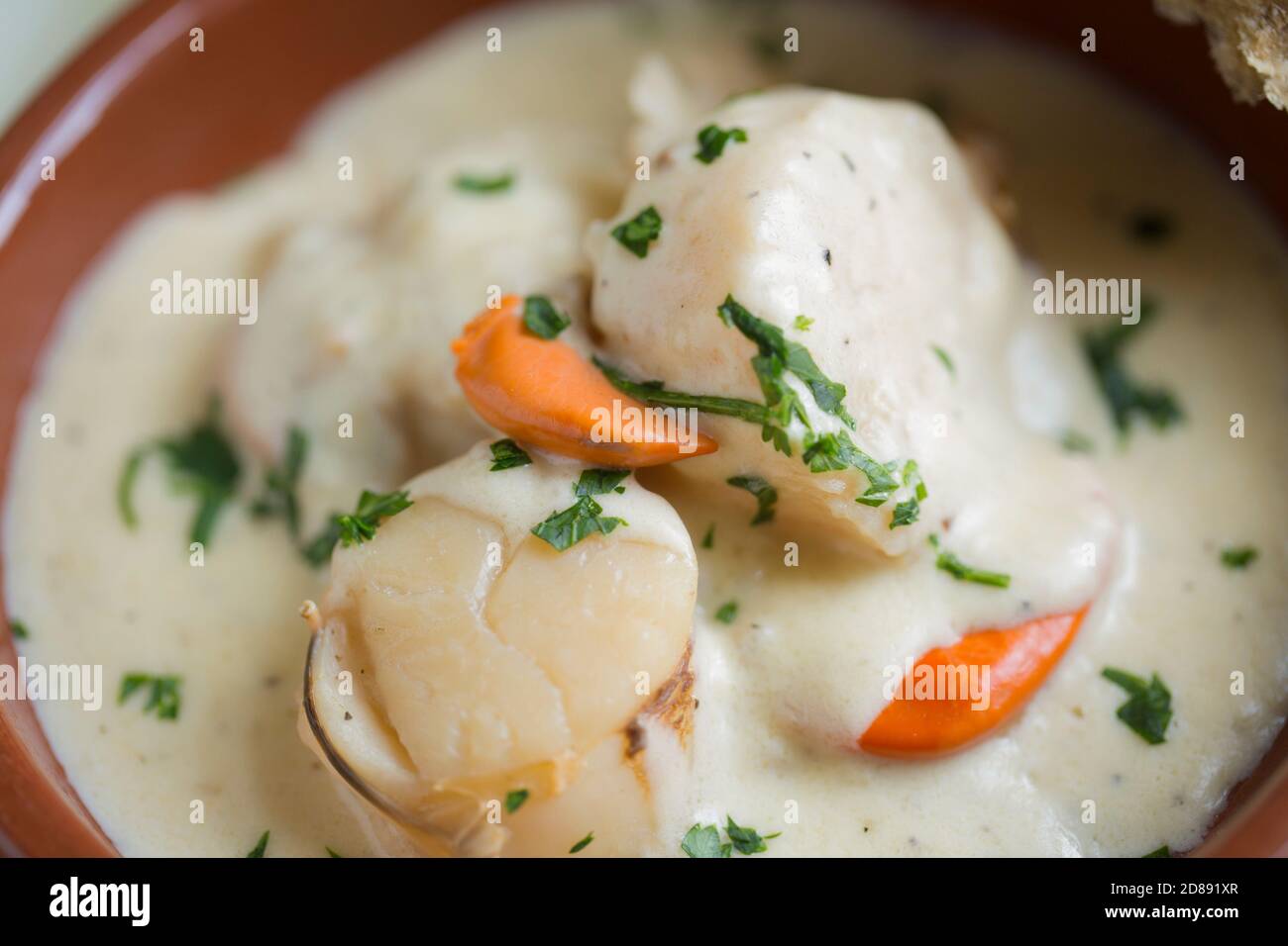 A homemade dish of Coquilles St Jacques made with king scallops, Pecten