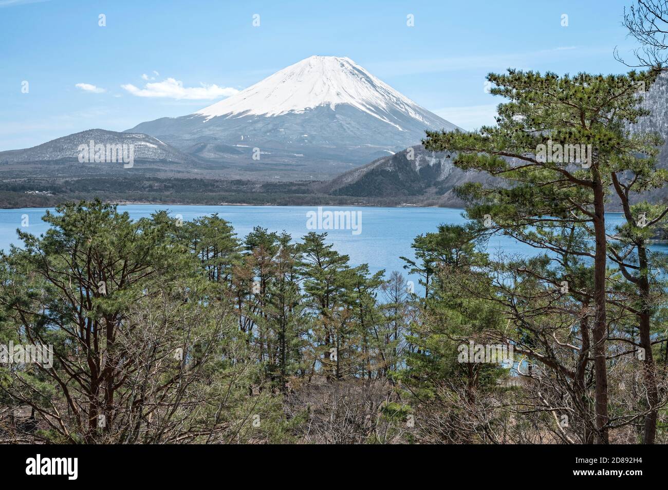 Mount Fuji through the trees around lake Motosuko. Stock Photo