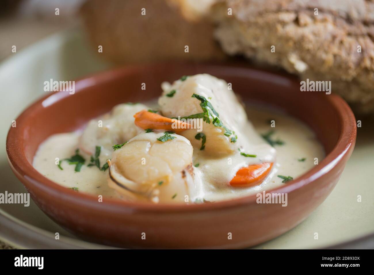 A homemade dish of Coquilles St Jacques made with king scallops, Pecten
