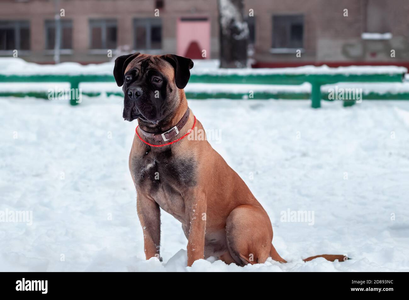 A beautiful bullmastiff dog is playing outside in the white snow. Stock Photo