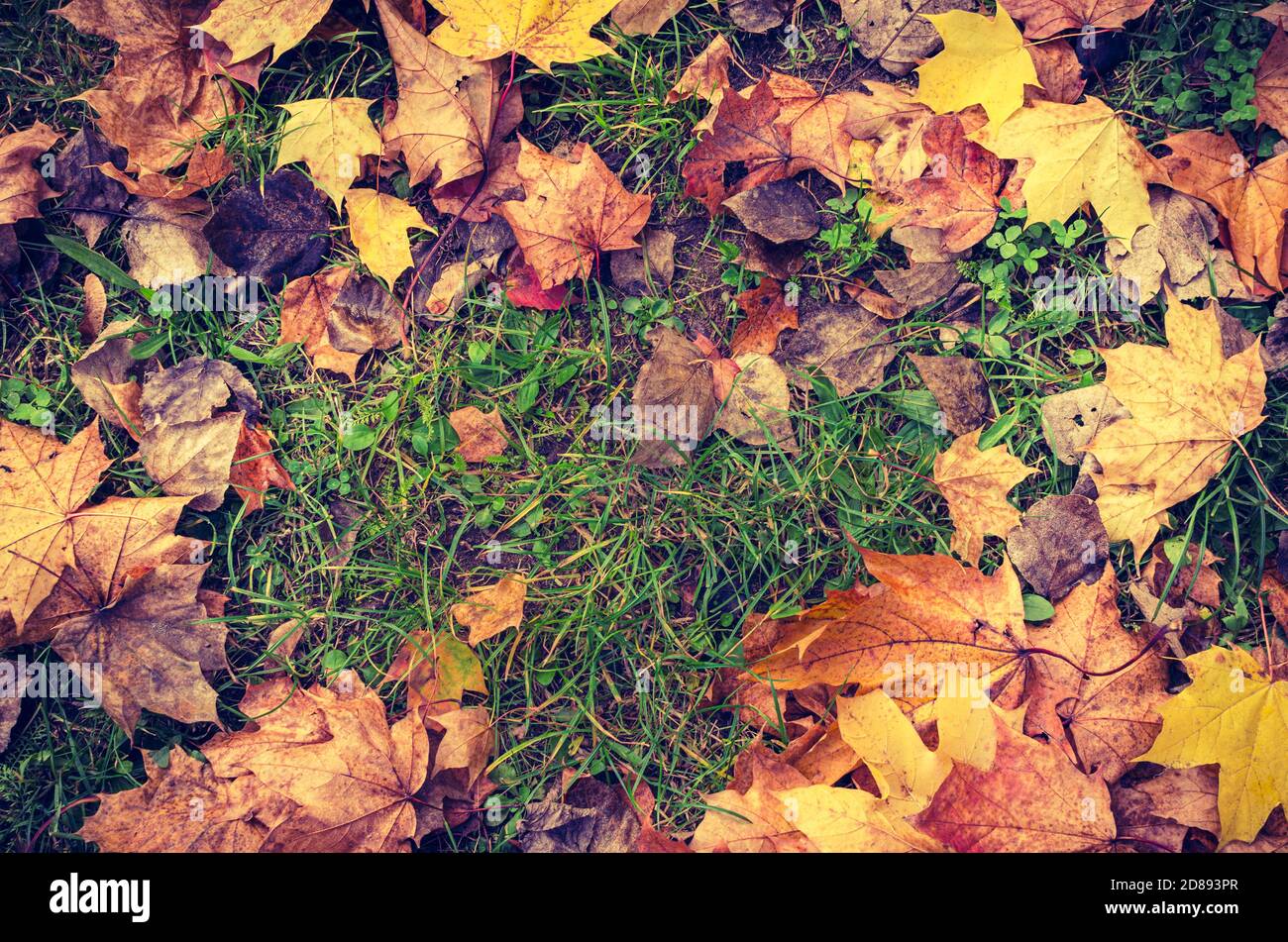 Autumnal landscape: colorful leaves of a maple tree lying on the green ...