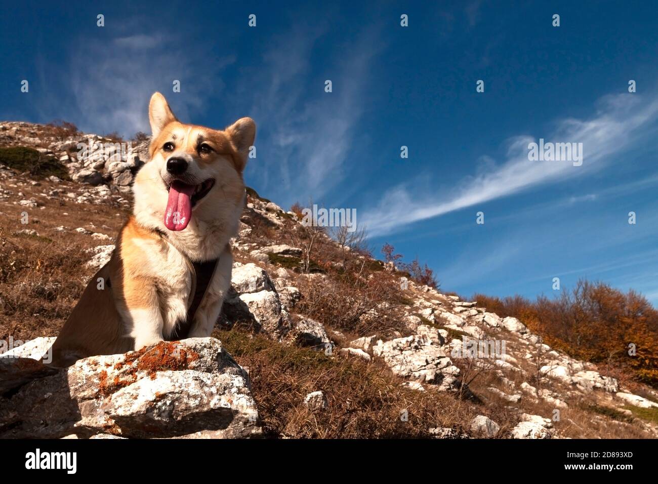 corgi hiking