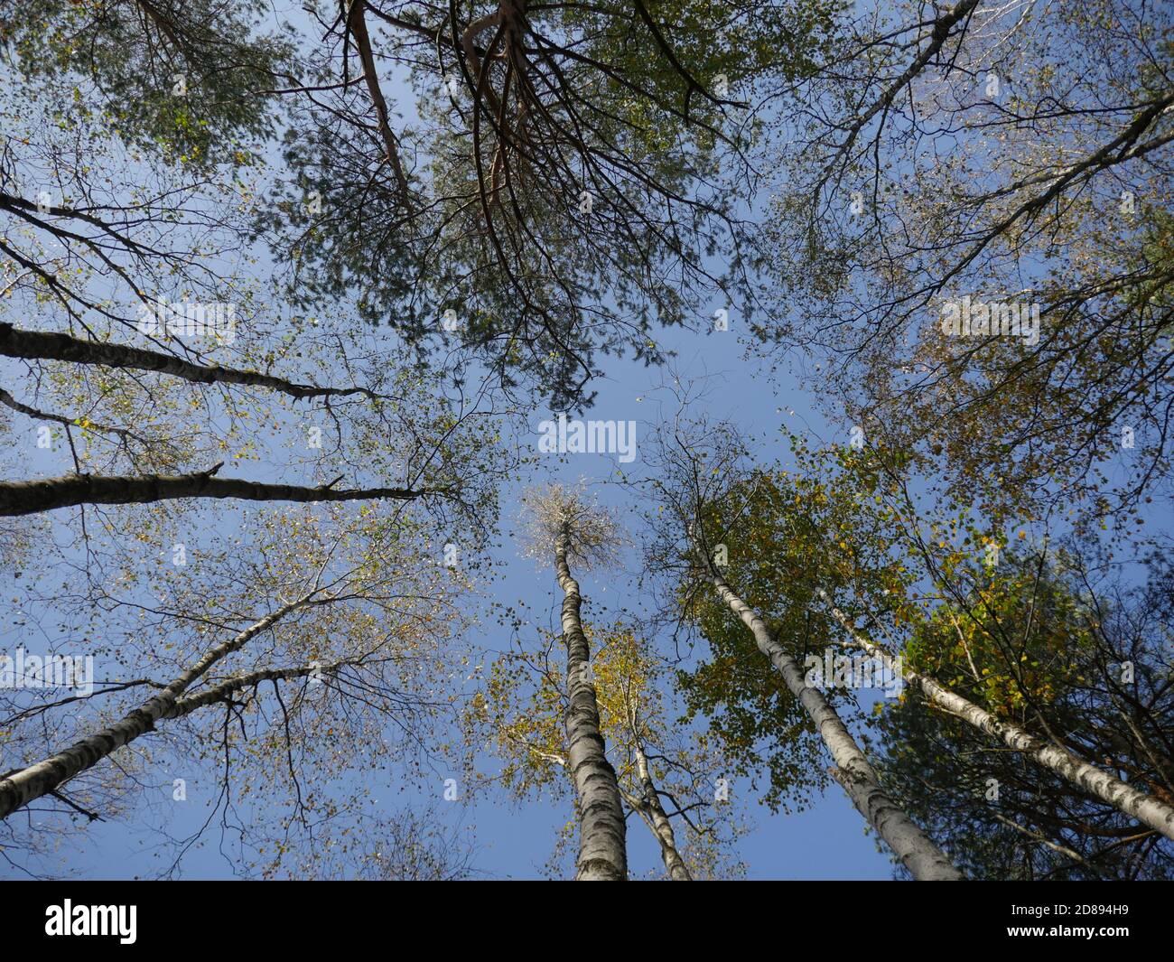 View tall evergreen trees hi-res stock photography and images - Alamy