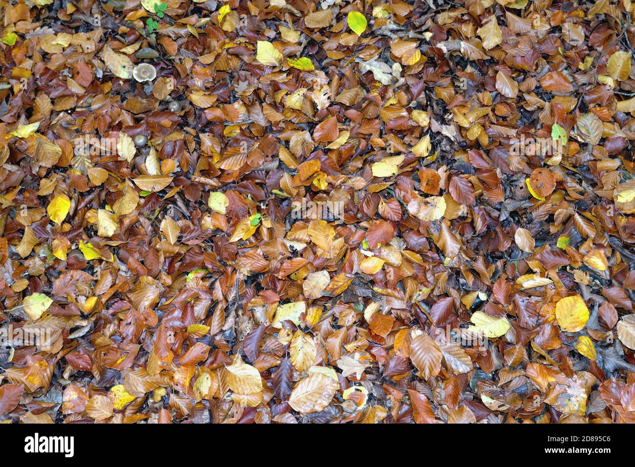 Close up of fallen autumn beech leaves on a woodland floor Stock Photo