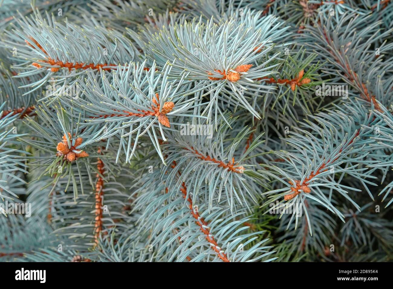 Natural Picea Pungens or Colorado Blue Spruce branches with young cones buds for abstract texture or seasonal background Stock Photo