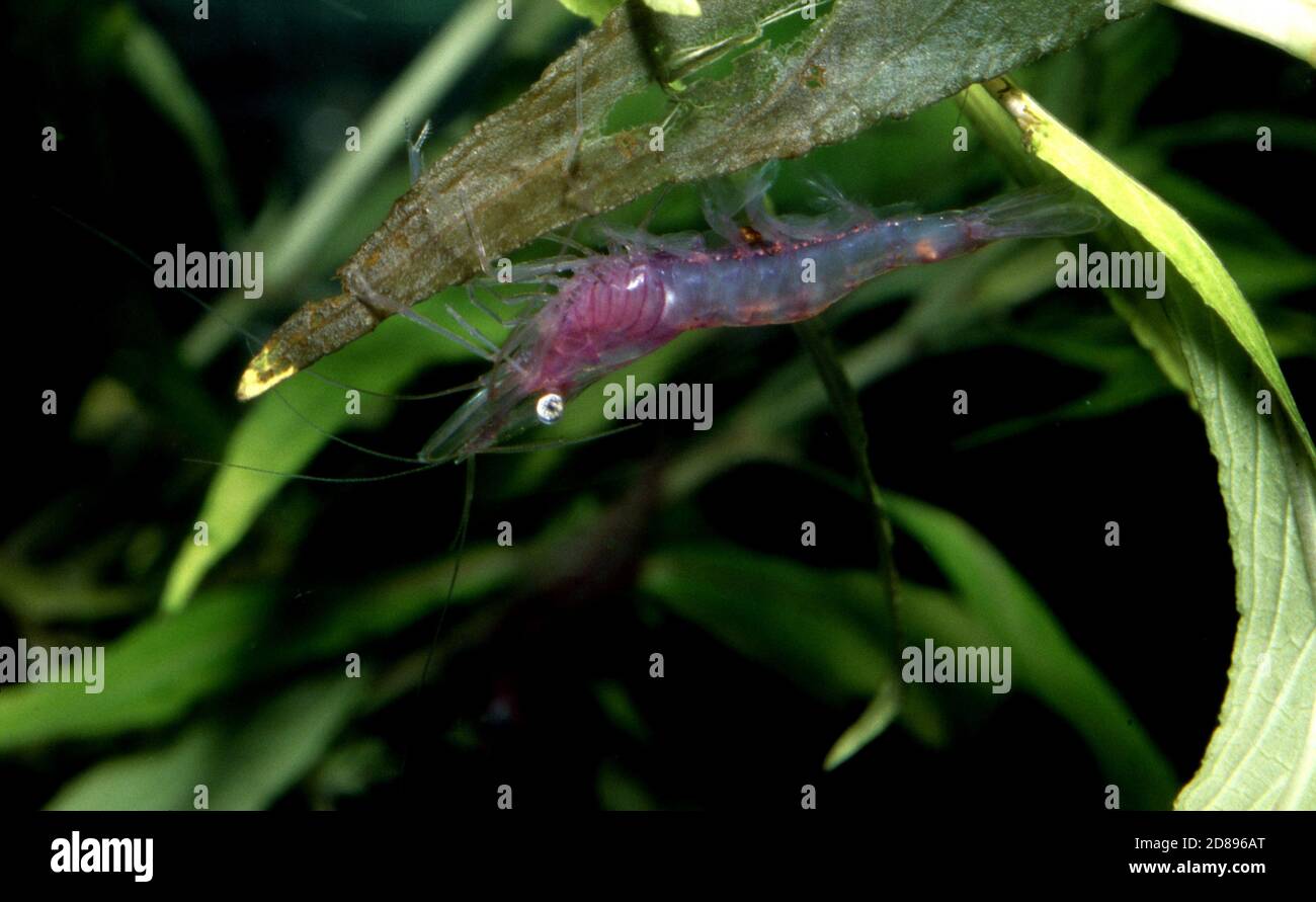 The Monkey River Prawn (Macrobrachium lar) is a large palaemonid freshwater prawn Stock Photo