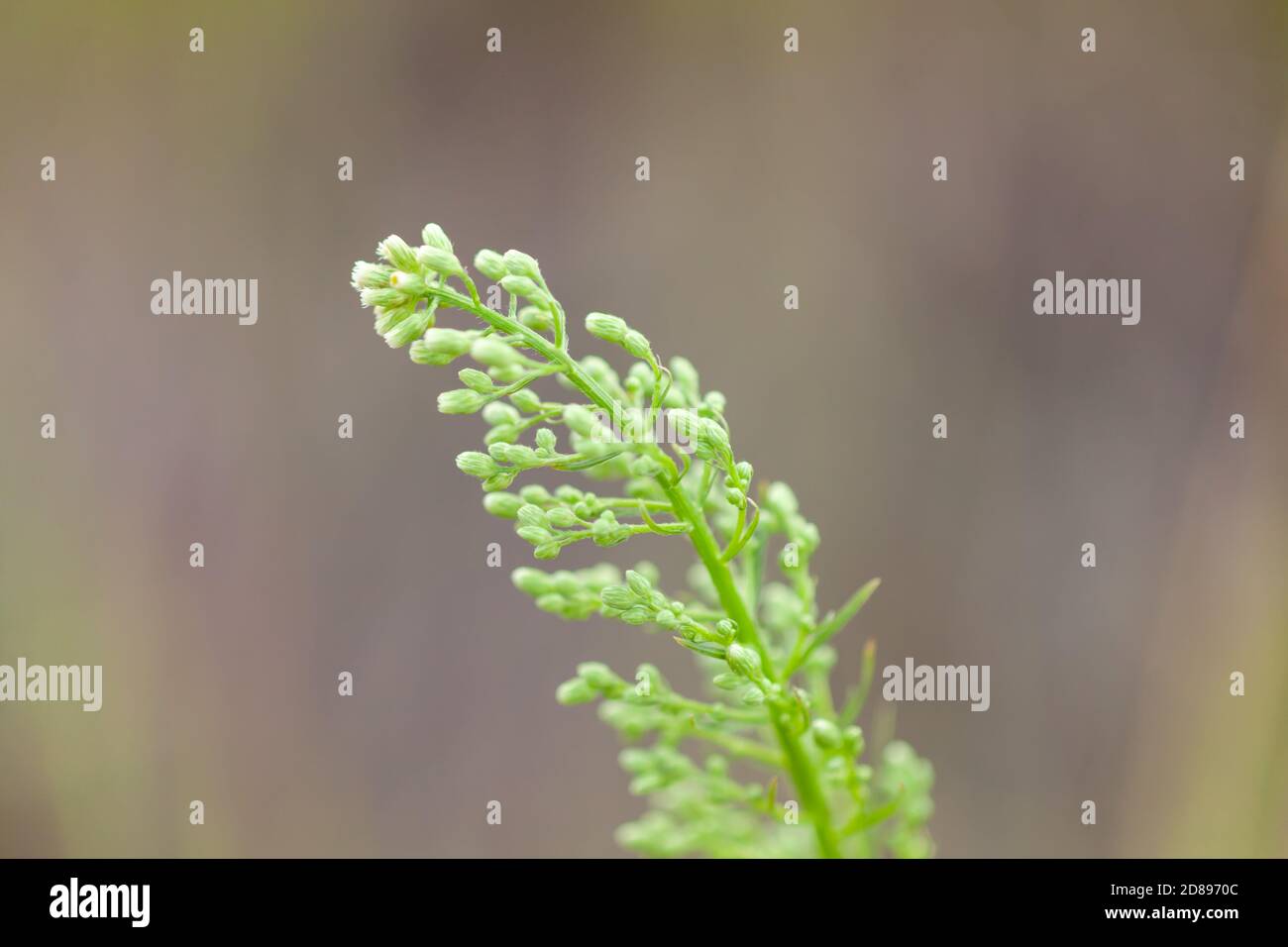 green young blade of grass Stock Photo Alamy