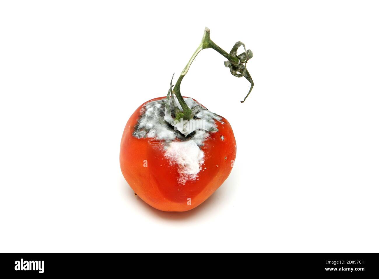 A picture of a rotten tomato isolated on a white background. Stock Photo