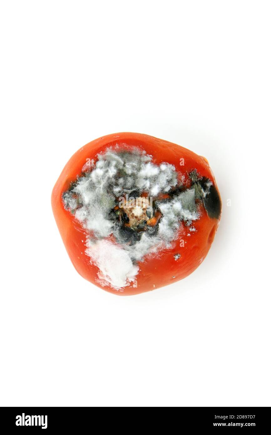 A picture of a rotten tomato isolated on a white background. Stock Photo