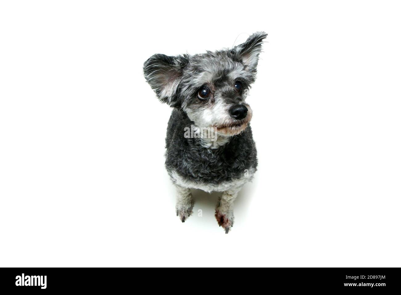 The cute crossbreed of shi tzu and poodle sitting and looking shy and funny. Isolated on a white background. Stock Photo