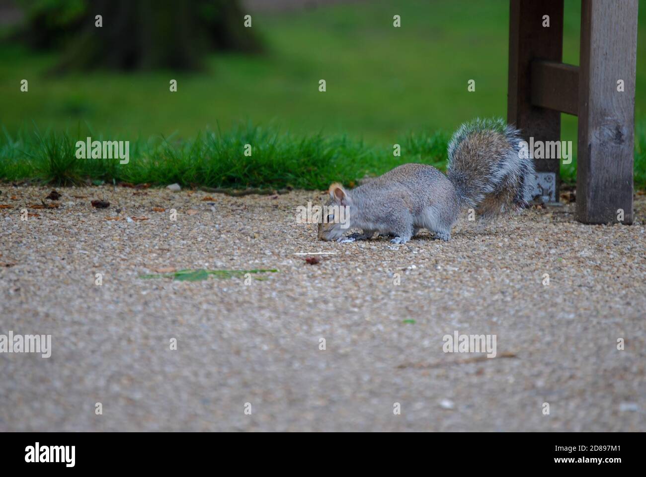 Eastern Grey Squirrel (Sciurus carolinensis Stock Photo - Alamy