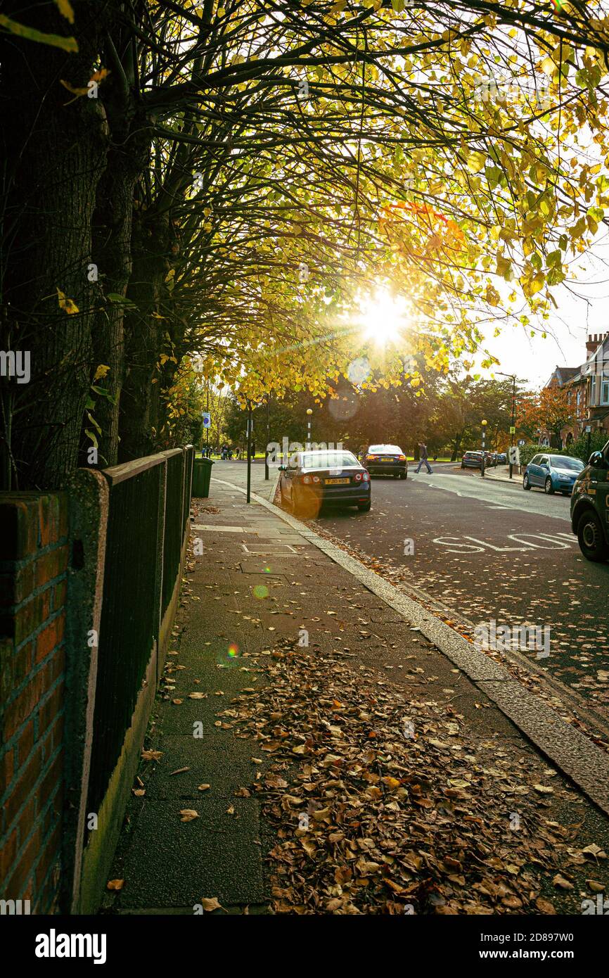 Sunset in autumn season, street view. Stock Photo