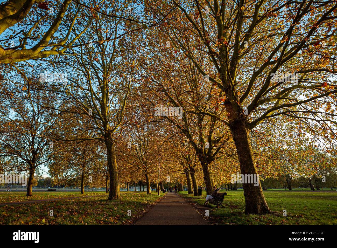 Autumn afternoon in the park among trees. Golden sunset Stock Photo - Alamy