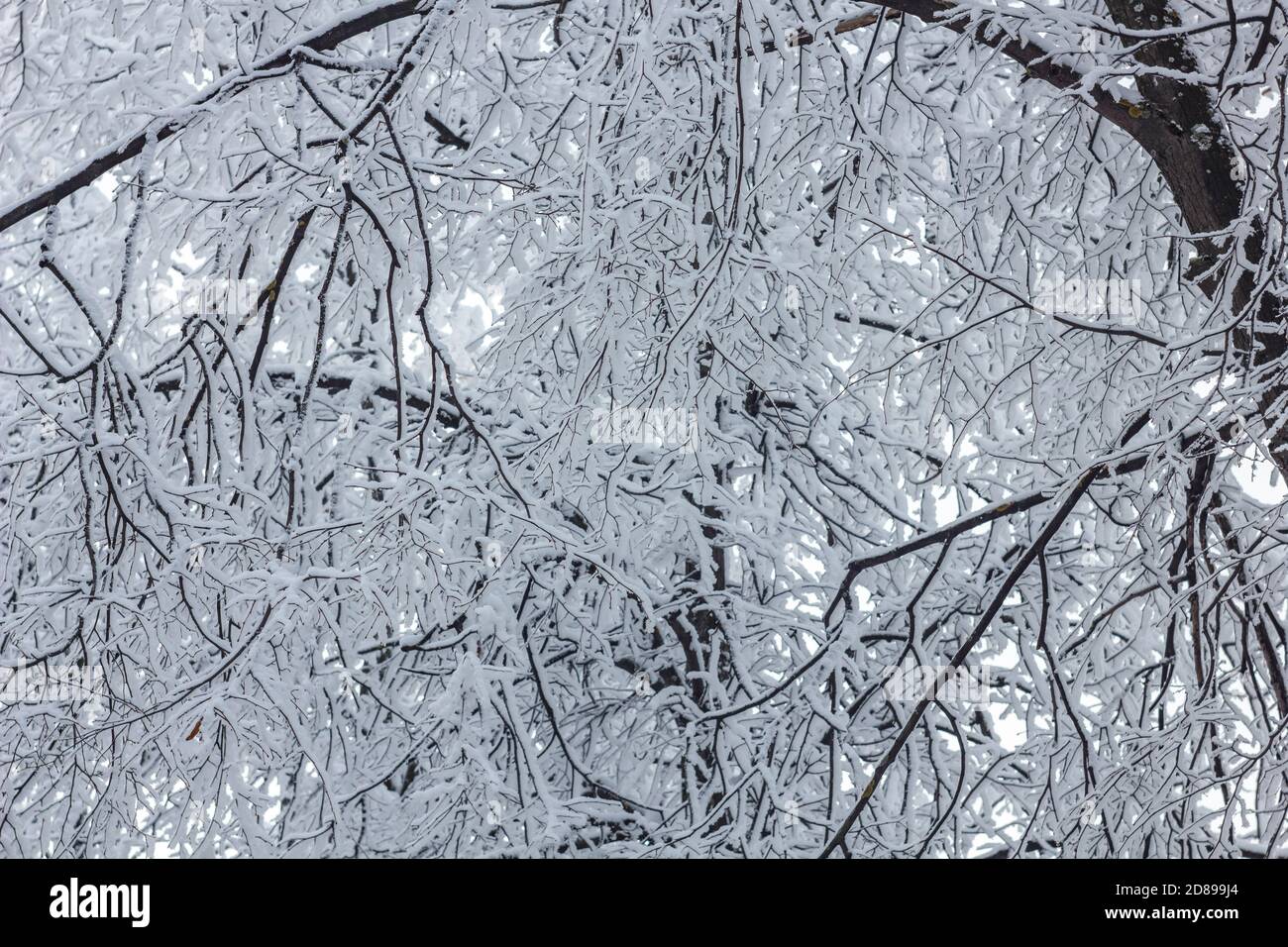 Snow cover tree branches hi-res stock photography and images - Alamy