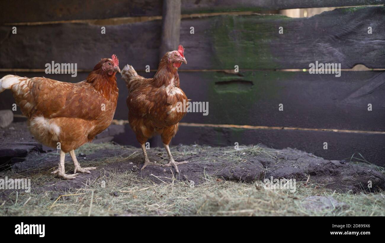 Brown chickens on the farm. Domesticated chickens in the barn Stock