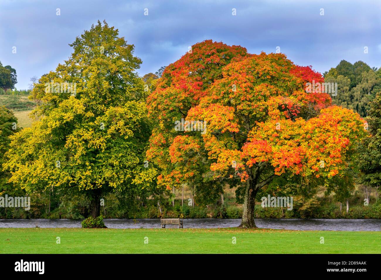 Attractive maple tree hi-res stock photography and images - Alamy