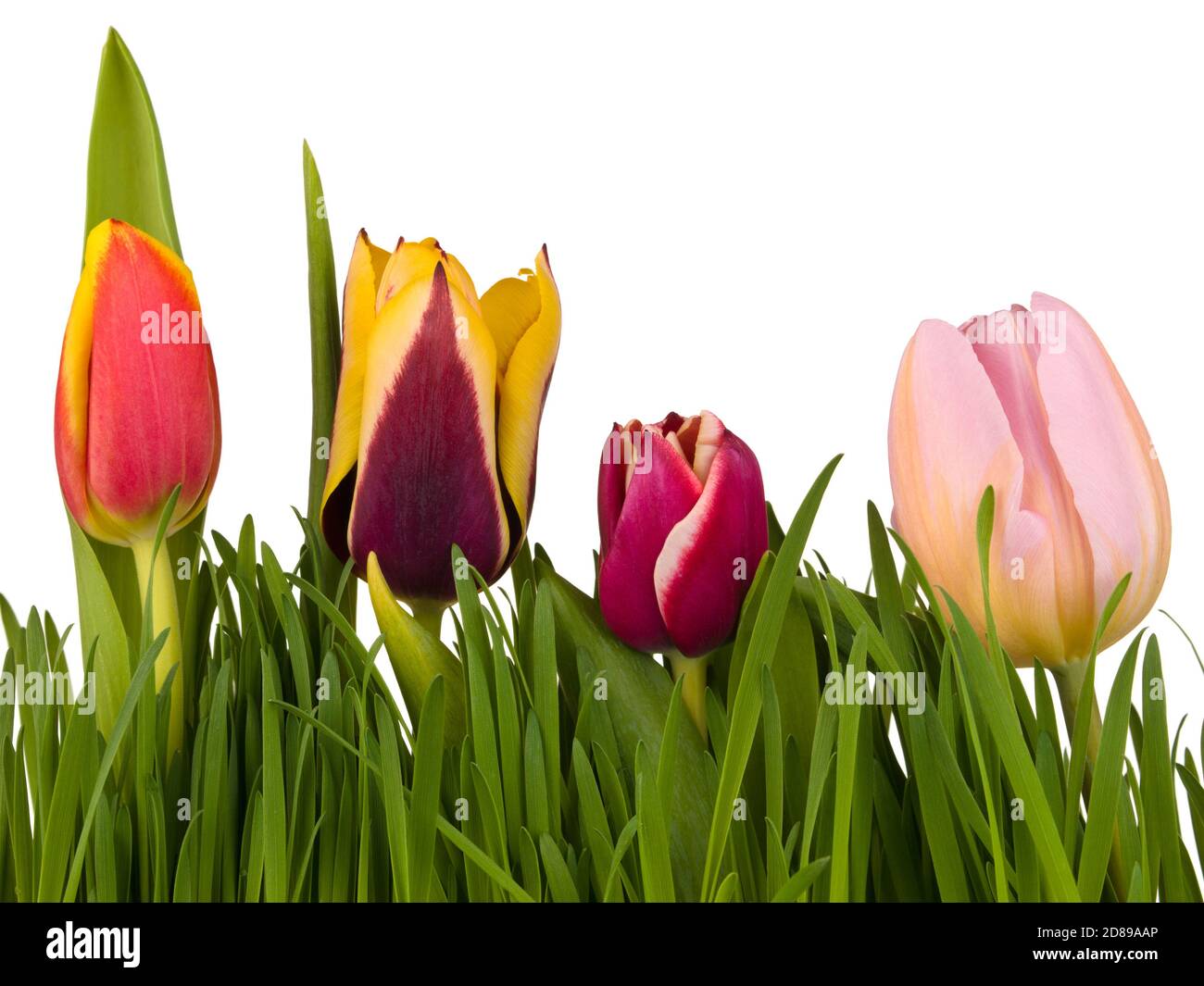 Tulips in the green grass isolated on white background Stock Photo