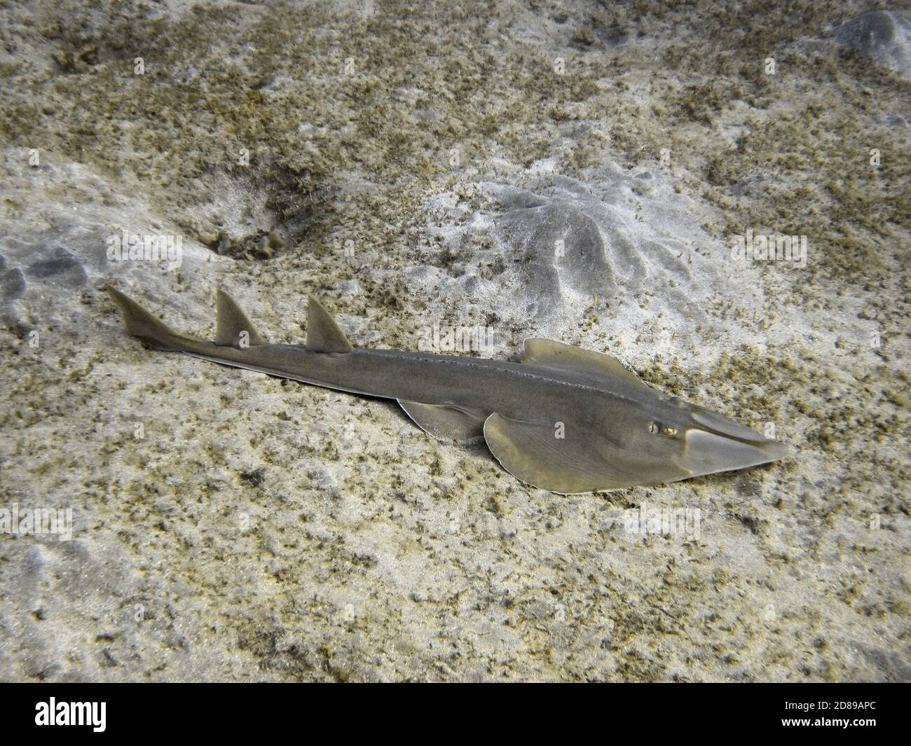 Halavi guitarfish (Rhinobatos halavi) on the sandy sea bottom Stock Photo