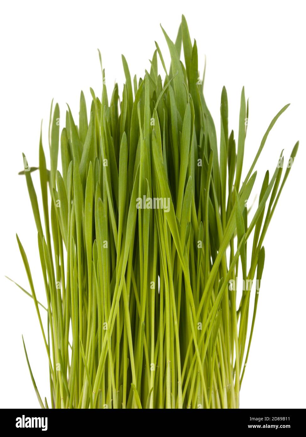 Green grass isolated on the white background Stock Photo