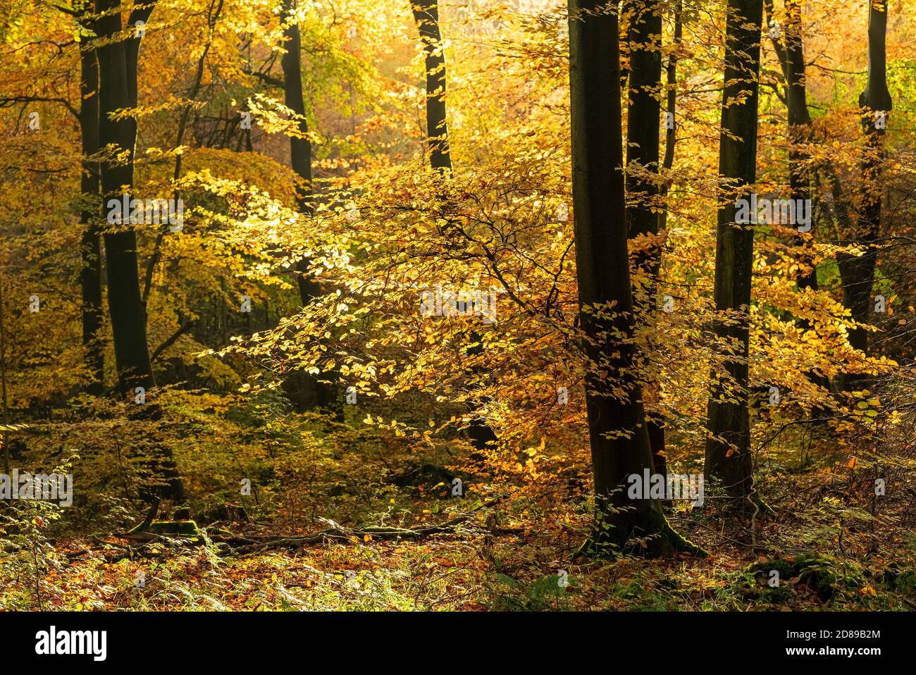 Southern Beech Leaves High Resolution Stock Photography and Images - Alamy