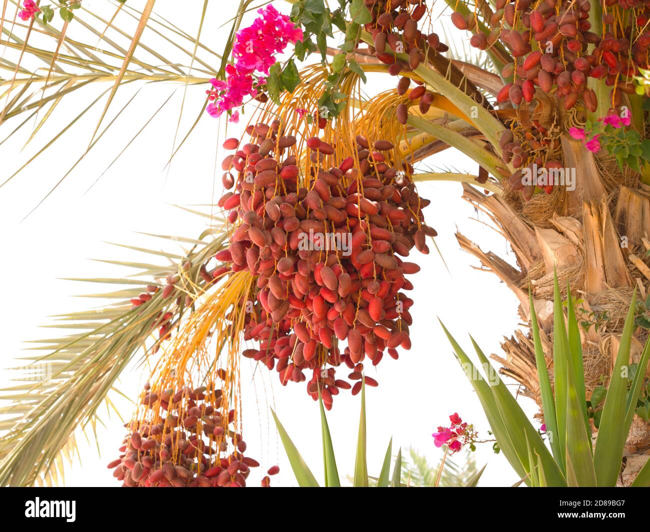 Dates bunch on palm tree isolated on the white background Stock Photo