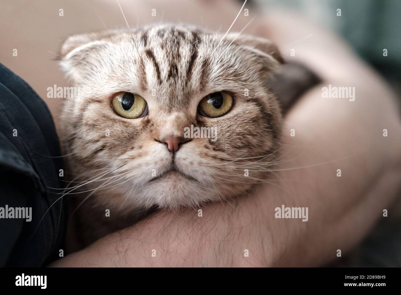Scottish Fold cat feel comfortable and safe in the arms of her owner