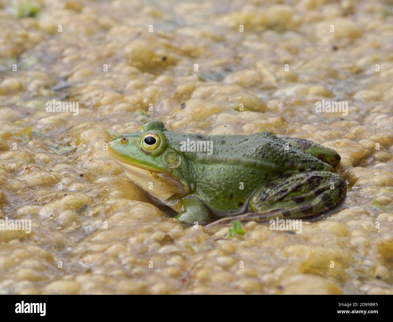 Edible frog on the pond scum Stock Photo
