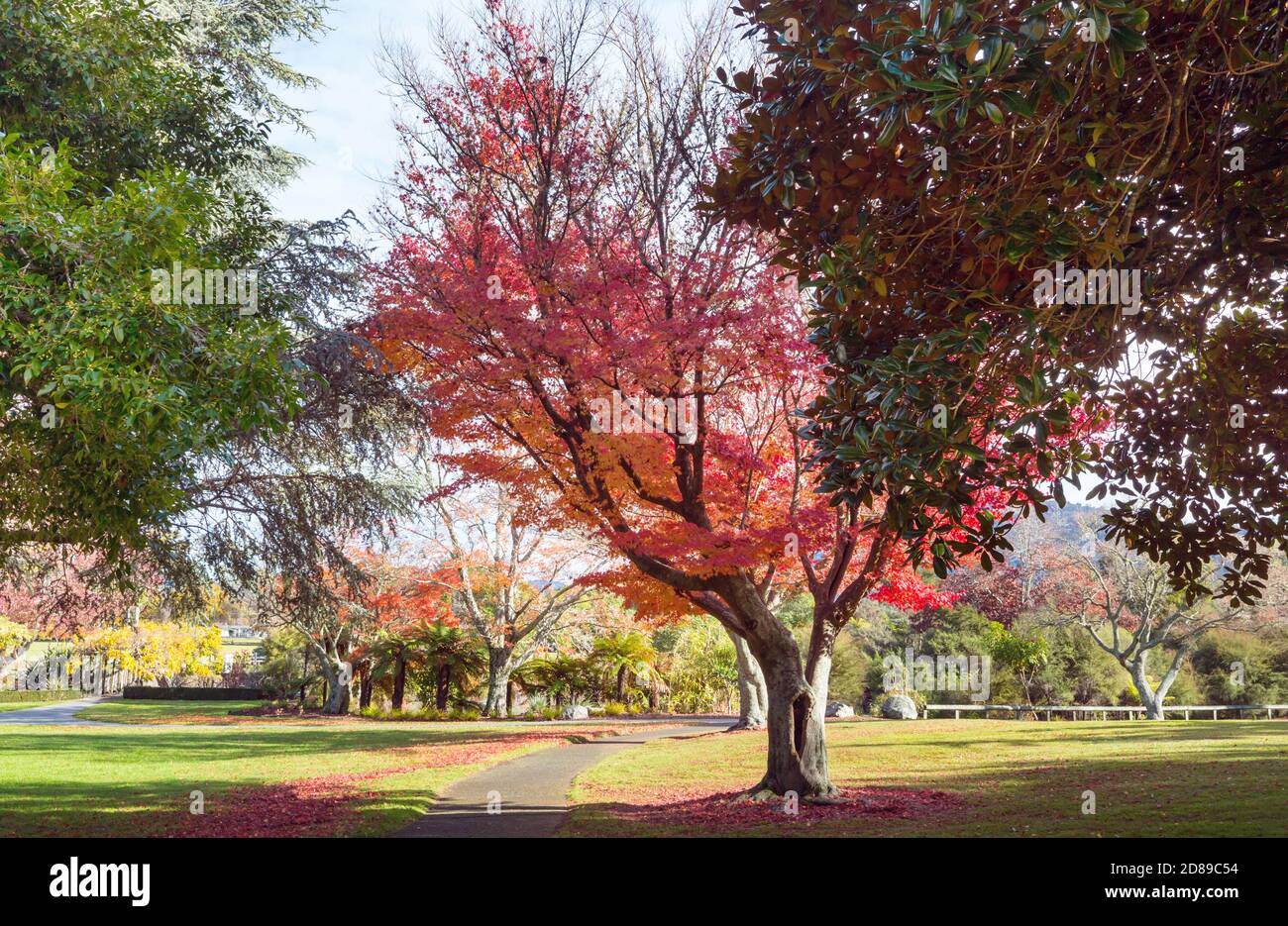 beautiful colorful trees and pond in autumn park, New Zealand Stock ...