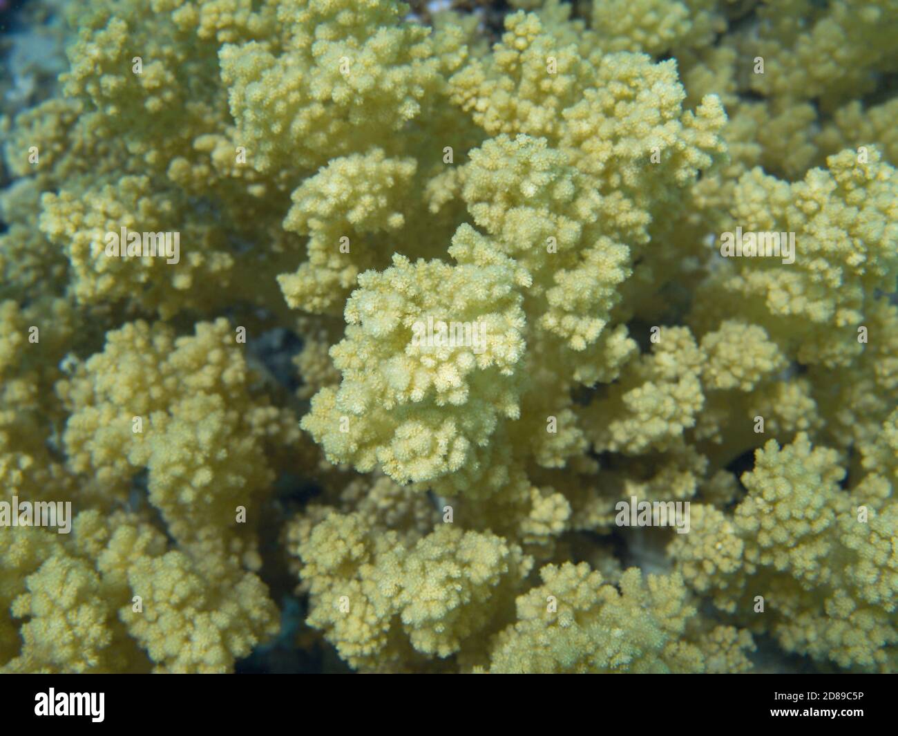 Soft coral (Litophyton arboreum) underwater background Stock Photo
