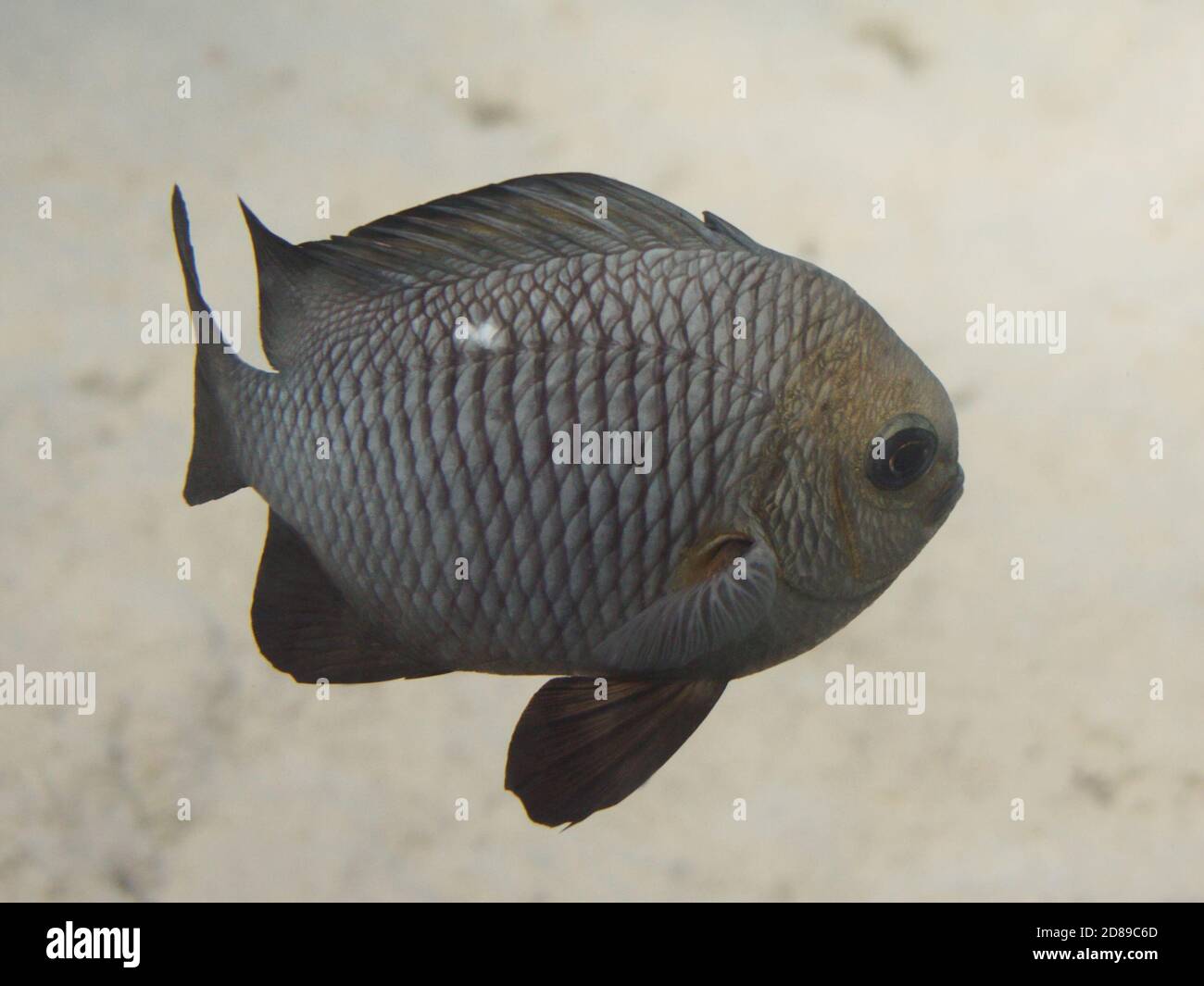 Threespot dascyllus tropical fish over sandy sea bottom Stock Photo