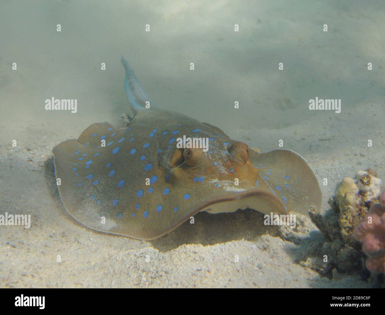 Bluespotted ribbontail ray (Taeniura lymma) on sandy tropical sea bottom Stock Photo