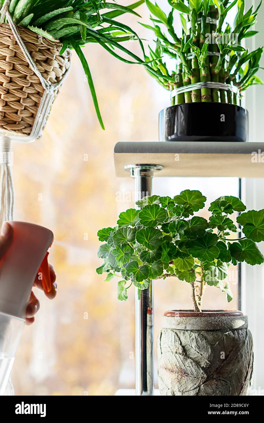 Watering and spraing with water indoor plant. Indoor plants, a hobby