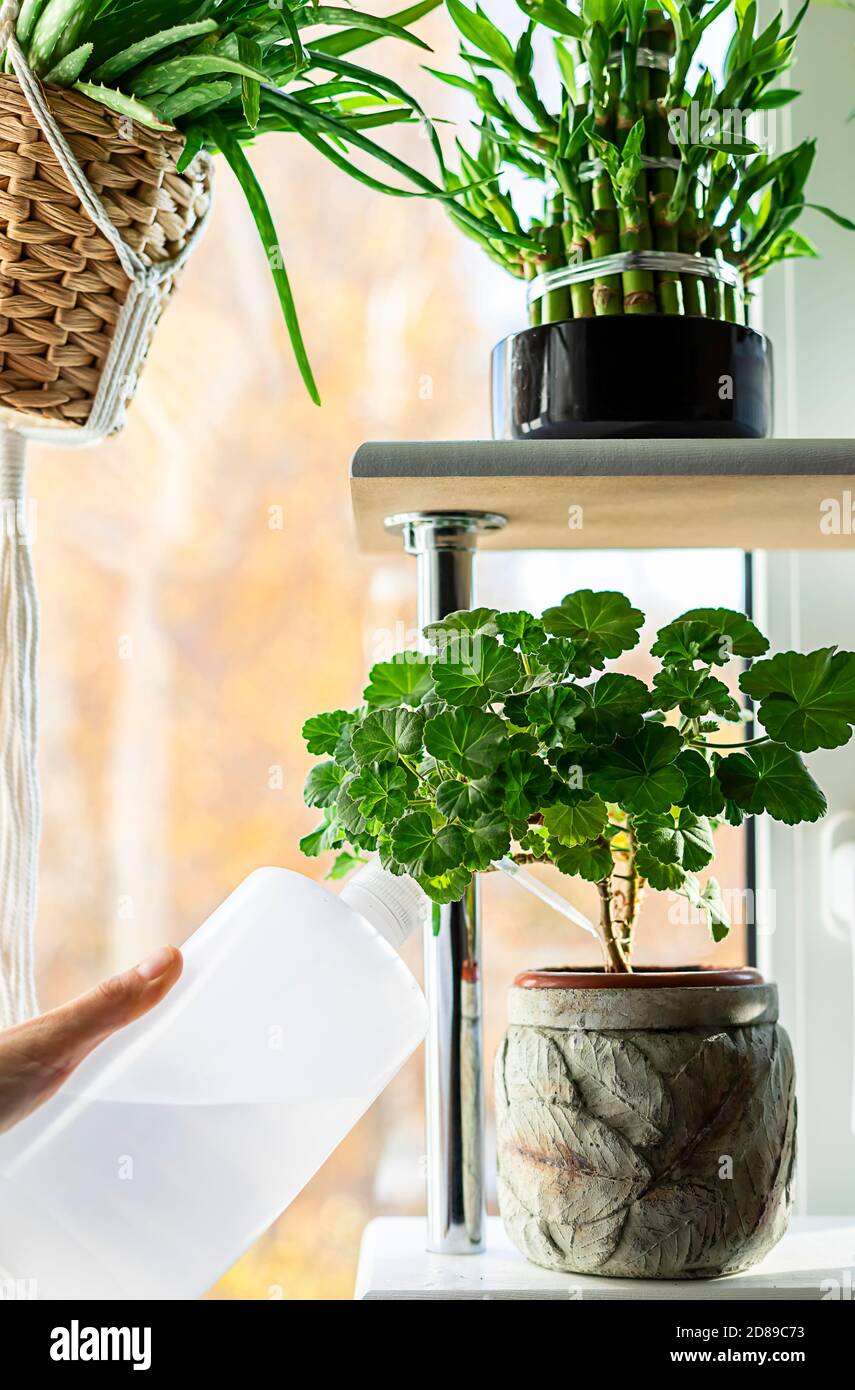 Watering and spraing with water indoor plant. Indoor plants, a hobby