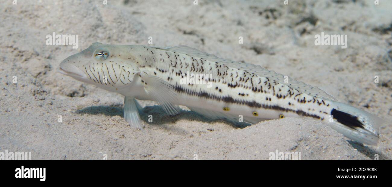 Speckled sandperch (Parapercis hexophtalma) tropical fish on sandy sea bottom underwater Stock Photo